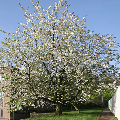 IndiWoods Tree Shop - Wild Cherry (Prunus Avium)