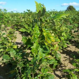 Common Oak (Quercus Robur) - a large, round-headed native deciduous native tree - Sold in Bundles of 50 from Indiwoods Tree Shop