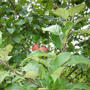 Crab Apple (malus sylvestris) - Sold in Bundles of 50 from the Indiwoods Tree Shop