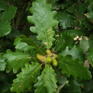 The official national tree of Ireland, the Sessile Oak (Quercus petraea) - Sold in Bundles of 50 - buy now from the Indiwoods Tree Shop
