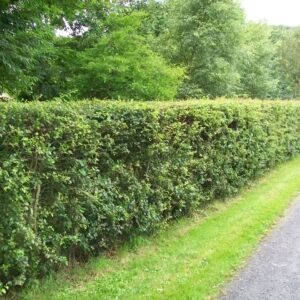 Whitethorn Hedge