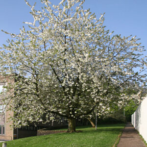 Wild Cherry (Prunus Avium) is a deciduous tree - white flowers in May and red berries in autumn - the perfect food for birds - available from IndiWoods