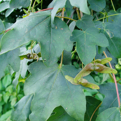 Field Maple (Acer Campestre) from IndiWoods Tree Shop
