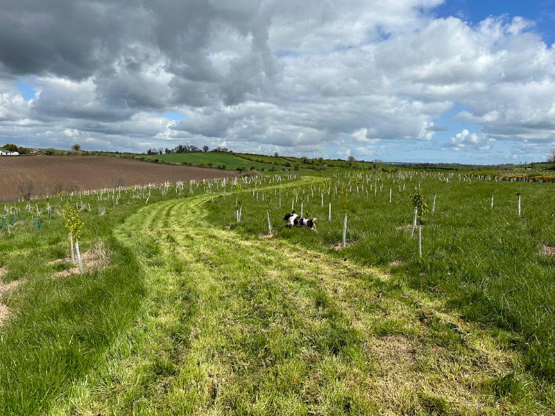 Beechgrove Doggy Wood, County Down