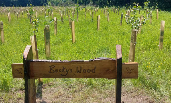 Becky’s Wood, a memorial woodland tribute | IndiWoods