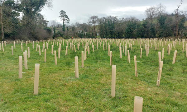 Discover the story behind ‘Becky’s Wood’—a natural tribute to her life