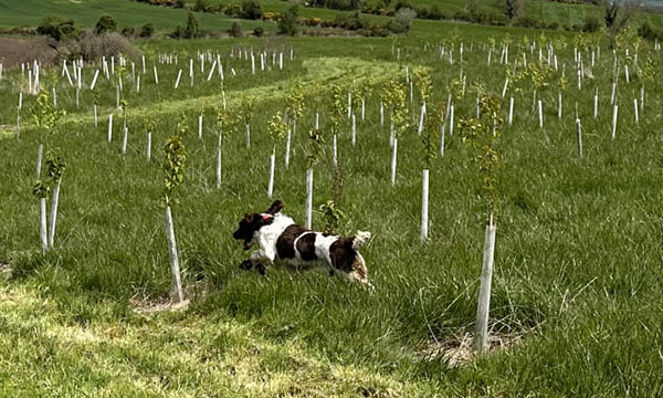 Beechgrove Doggy Wood Woodland Creation With IndiWoods