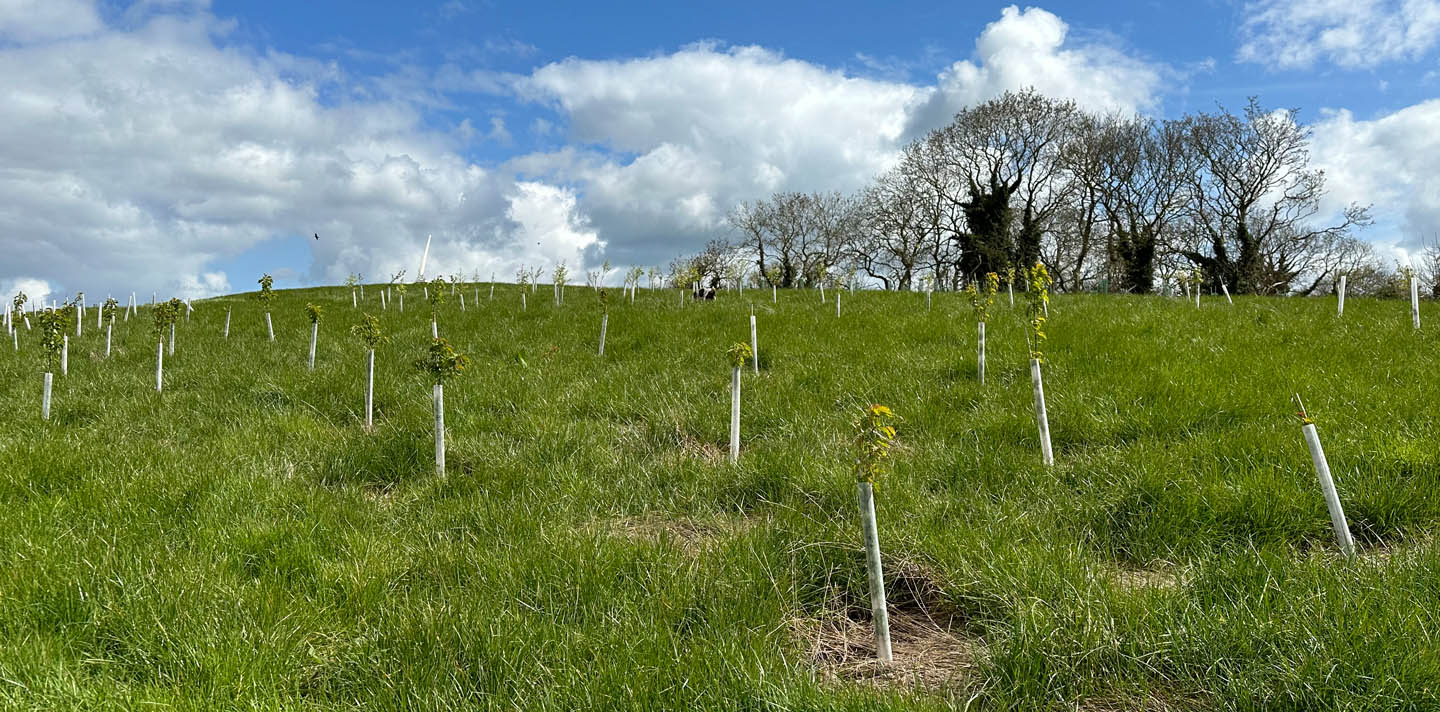 Beechgrove Doggy Wood Woodland creation By IndiWoods