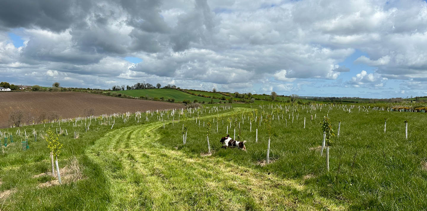 Beechgrove Doggy Wood: A Stunning Woodland Project in Banbridge
