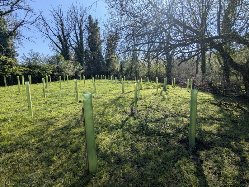 Small Woodland, Big Dreams: Niall’s Wood showing the deer guards